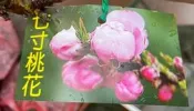 花花世界-樹苗**七寸桃花(土球株)**-高20-45公分/ 矮桃-開粉紅花朵/MA*不建議超取*