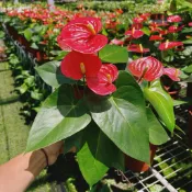 森植人星｜紅火鶴花6吋盆