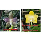 趣味蝴蝶蘭實生苗小盆栽：P.speciosa”藍綠花色” x Phal.(Tzu Chiang Tetralitz x
