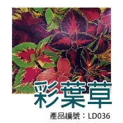 【醬米資材】DIY種子栽種 成就滿滿~彩葉草