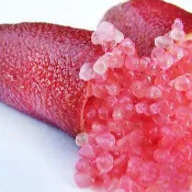 手指香檬🟡紅色🟡矮化盆栽🟡 澳洲手指檸檬苗 樹苗 果苗 四季指檬 手指檸檬 矮化盆栽 水果苗 水果盆栽 檸檬苗 檸檬樹苗