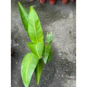 旅人蕉 8寸盆 居家佈置，澆水澆透吃香蕉🍌 擺設漂亮 觀葉植物 送禮自用兩相宜！