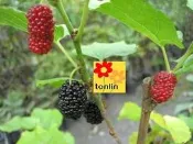 ╭☆東霖園藝☆╮水果苗( 桑椹 ) 酸酸甜甜.懷念的水果  另有長果桑.單價較高