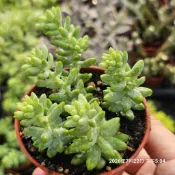 玉串🔥穩根品🌵多肉植物❤️蘭心花卉