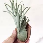 皮革製 P. veitchii 立葉銀鹿鹿角蕨相框_送禮/收藏