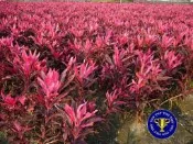 ╭ ＊田尾玫瑰園＊╯綠籬樹種(紅竹).朱蕉--色彩紅艷.春季新生的葉片最美