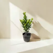 英宏 紅花仙丹3寸 紅仙丹 綠籬植物 開花植物 圍籬