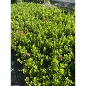 矮仙丹，不含盆高大約H:30cm植栽工程、綠籬素材，40株-50株請下一單