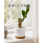 🪴小空間剛剛好｜植物+陶盆+底座｜巴西鐵樹｜客製化｜辦公室盆栽｜室內植物｜新手植物｜生日禮物｜交換禮物｜一境植栽