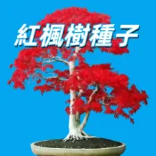 紅楓種子 日本紅楓 槭樹種子 觀葉植物 庭院造景 陽台盆栽 四季變色 新鮮種子 附種植教學 落葉小喬木