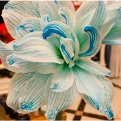 孤挺花種球 正品濃香型重瓣孤挺花球根 種子 種球 四季種植 盆栽室內外陽臺庭院 新手易種 好養活 多年生