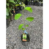 田尾玫瑰園 l 鳳梨釋迦 ' 4.5吋盆 高度約40cm 熱帶果樹 (款式眾多歡迎詢問)