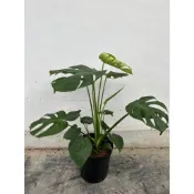 🍁香亭苑🍁 龜背芋 電信蘭 8吋盆 觀葉植物 室內植物 💲特價500元