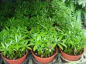 ★╮芳草園★╮－「羅漢松」（小盆栽）