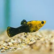 熊貓茉莉魚 熊貓茉莉 花鱂魚