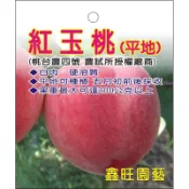 頂耀園藝 水蜜桃苗 台農4號 紅玉桃/紅玉甜桃/紅玉水蜜桃  （授權之品種；絕非山寨版）
