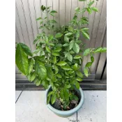 大茉草盆栽/7吋大盆 抹草盆栽 避邪草盆栽 /室外植物  驅邪避凶 淨身洗澡 收驚泡澡用 （超商最多寄一棵）
