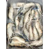 《台灣現貨》活凍泰國蝦。綜合中蝦公母混(600g)硬殼。一斤(18~25支)中秋節必備露營必須美味食材
