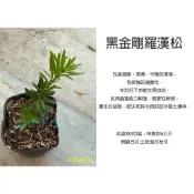心栽花坊-黑金剛羅漢松/黑金鋼羅漢松/羅漢松/3吋/綠化植物/綠籬植物/松杉柏檜/特價120