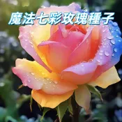 【魔法七彩玫瑰種子】多色玫瑰花苗 變色花卉 盆栽庭院陽台 易種四季開花 園藝DIY 觀賞送禮 高發芽率