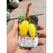 杭家園藝 四季蜜芒果 四吋黑袋 芒果苗