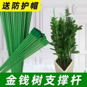 金錢樹支撐杆花卉植物園藝花架盆栽陽臺花盆支撐架爬藤架固定支架