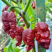 🌶️（巧克力 幽靈傑米 辣椒種子）新種上市 （超辣）高度約為100CM  庭院陽台盆栽種 可食用辣椒種子易種植