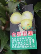 心栽花坊-白樹葡萄/嘉寶果/5吋盆/嫁接苗/水果苗/售價700特價650