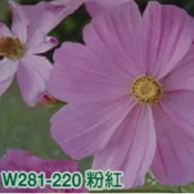 【隔日到貨】 大波斯菊 【粉紅色】大波斯菊種子 花海大波斯菊種子 每包1公斤裝 保證當季進口種子 發芽率高
