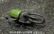 【領航員會館】單售 南洋大兜蟲 日本KOROKORO甲蟲王者20週年昆蟲公仔 扭蛋 模型玩具標本鍬形蟲三角獨角仙阿特拉斯