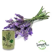 iPlant易開罐盆栽開心農場-薰衣草
