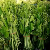 (店+)【大叔嚴選】龍鬚菜奮起湖 約300克±10%