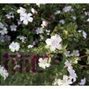 花花世界-綠籬植物 **野丁香木**/5-6吋盆/高15-20cm/紫丁香 野丁香花 /MA