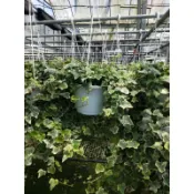 常春藤(吊盆)☘️定價300元