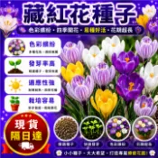 現貨🔥藏紅花種子【100粒】開花 耐寒凍花 藏紅花種子 藏紅花植物 播種 陽台庭院花子 可食用 可觀賞