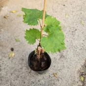 P老闆園藝~葡萄 巨峰葡萄 蜜紅葡萄 5吋黑軟盆 果樹 水果苗
