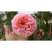 (清園特價品)花花世界_玫瑰苗**不挑品種無標品-玫瑰苗**3.5吋黑軟盆/(無法指定，介意者勿下單，超重物件運費另計)
