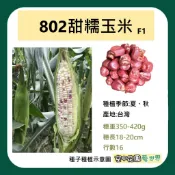 【台灣出貨 電子發票】802 826 甜糯玉米 種子 冠軍玉米 802玉米 826玉米 白Q甜 菜籽 空中花園藝世界