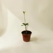 ｛英宏｝ 墨西哥鐵樹3寸  觀葉植物 可水耕 室內植物 闊葉鐵樹