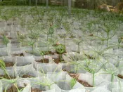 育苗袋.五葉松苗 刺果番荔枝水果 松花醋 松果醋 老松醋老 松酵素 松果酵素 松汁 松茶 松果 松苗 香蕉花茶