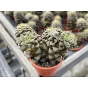 【多肉好好買】一吋盆 花吹雪 多肉植物 現貨