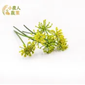 現貨隔日寄 食用茴香花種子 可食用香草 甘茴香 居家盆栽 四季易種 快速發芽 全日照 新鮮香料 茴香種籽
