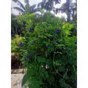 蝶豆花 重瓣/單瓣 四吋盆/花茶/蝶豆花茶/蝶豆花種子