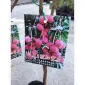 ★綠霖園藝★台農5號紅寶石荔枝 高壓苗 高度約60公分 觀賞植物/水果樹苗/新興果樹/果苗/嫁接/植物/盆栽