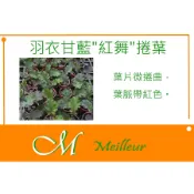 《Meilleur》羽衣甘藍“紅舞“捲葉種子 7g