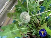 ╭＊田尾玫瑰園＊╯藥用植物-(蒲公英)