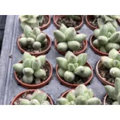【多肉好好買】 千代田之松💎鑽石般暗紋💎多肉植物 現貨