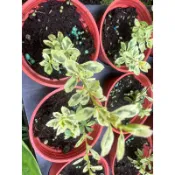 斑葉狀元紅無根枝條 （無盆裸株） 觀葉 斑葉 網紅植物 室內 斑葉 扦插(水耕、土耕佳)，每株8公分以上不帶根裸株出售