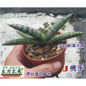 J佛手虎尾蘭 佛手錦虎尾蘭 1~3吋盆 厚葉虎尾蘭 花苗 台中 立力花園