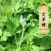 【艾草種子 24H出貨】艾葉草籽 青草植物 藥用植物 民俗植物 天然香草 驅蟲香草 艾灸 盆栽香草 艾絨材料 庭院種植